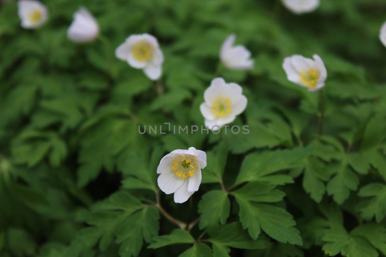 The picture shows a field of anemones