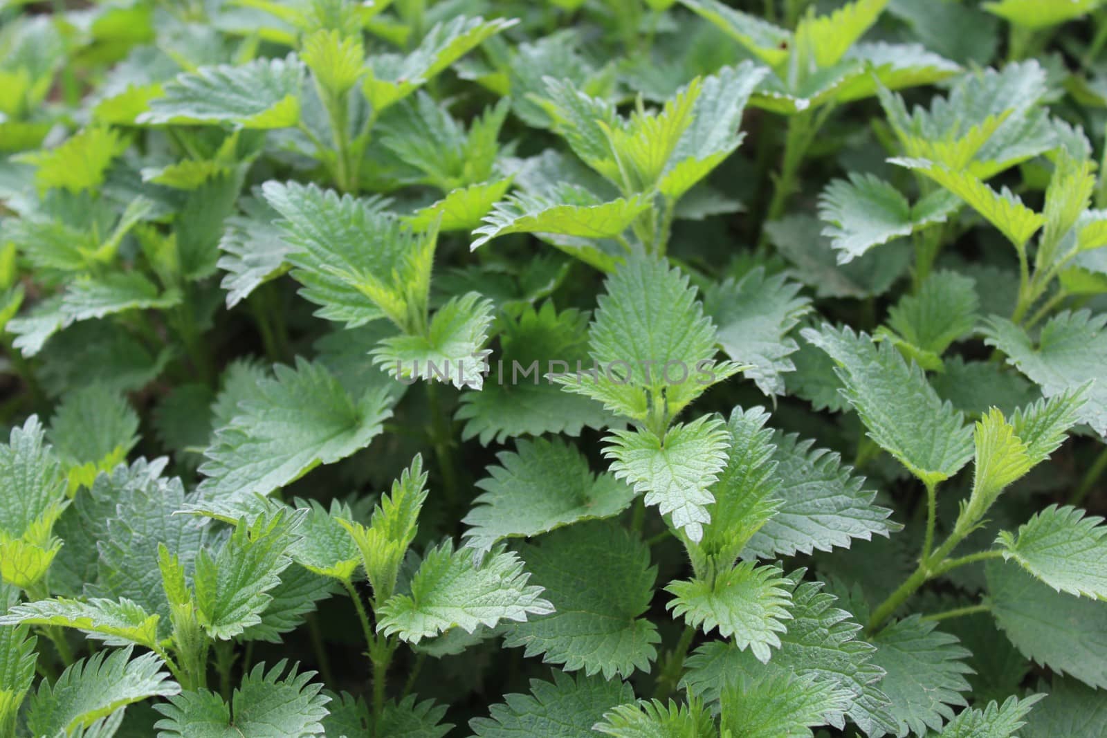 The picture shows many stinging nettles