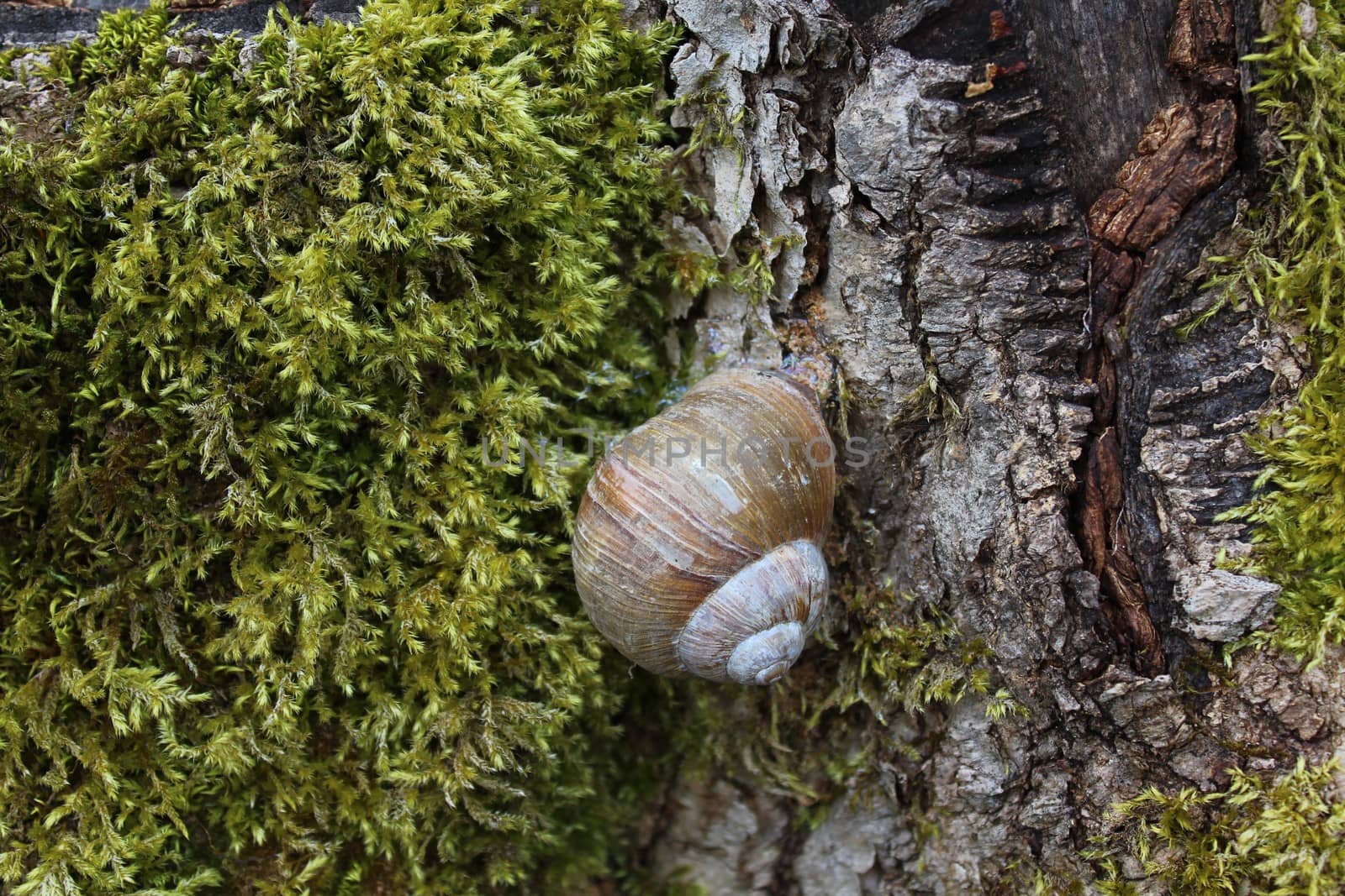 The picture shows a vineyard snail on a tree