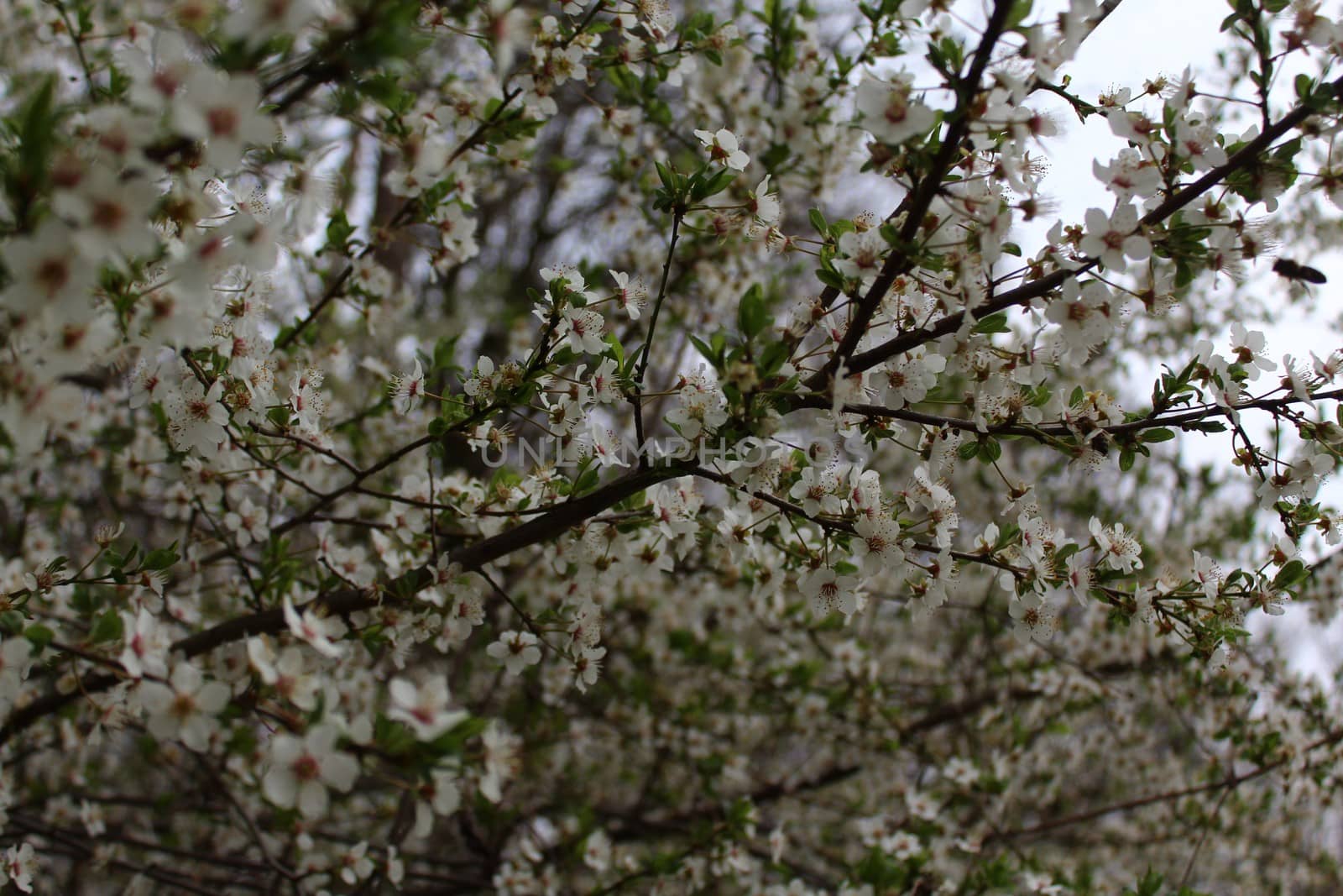 white blossoms in the spring by martina_unbehauen