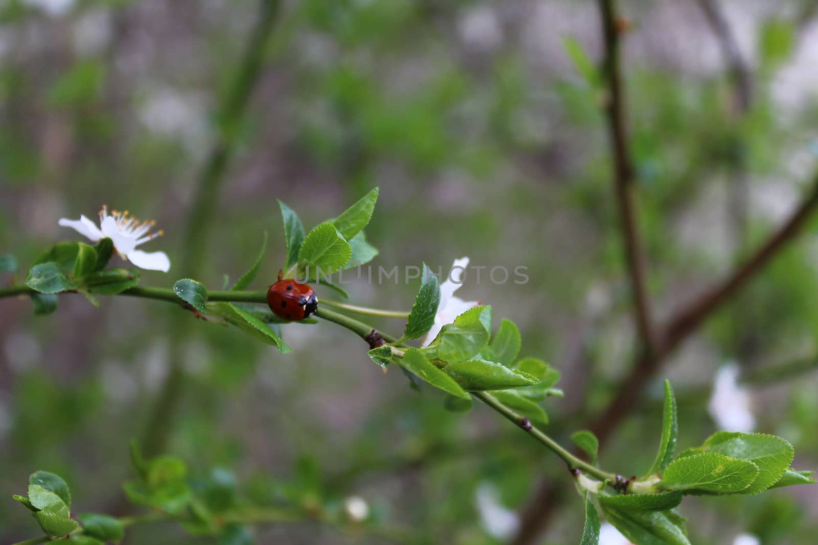 The picture shows a ladybird on a branch with blossoms