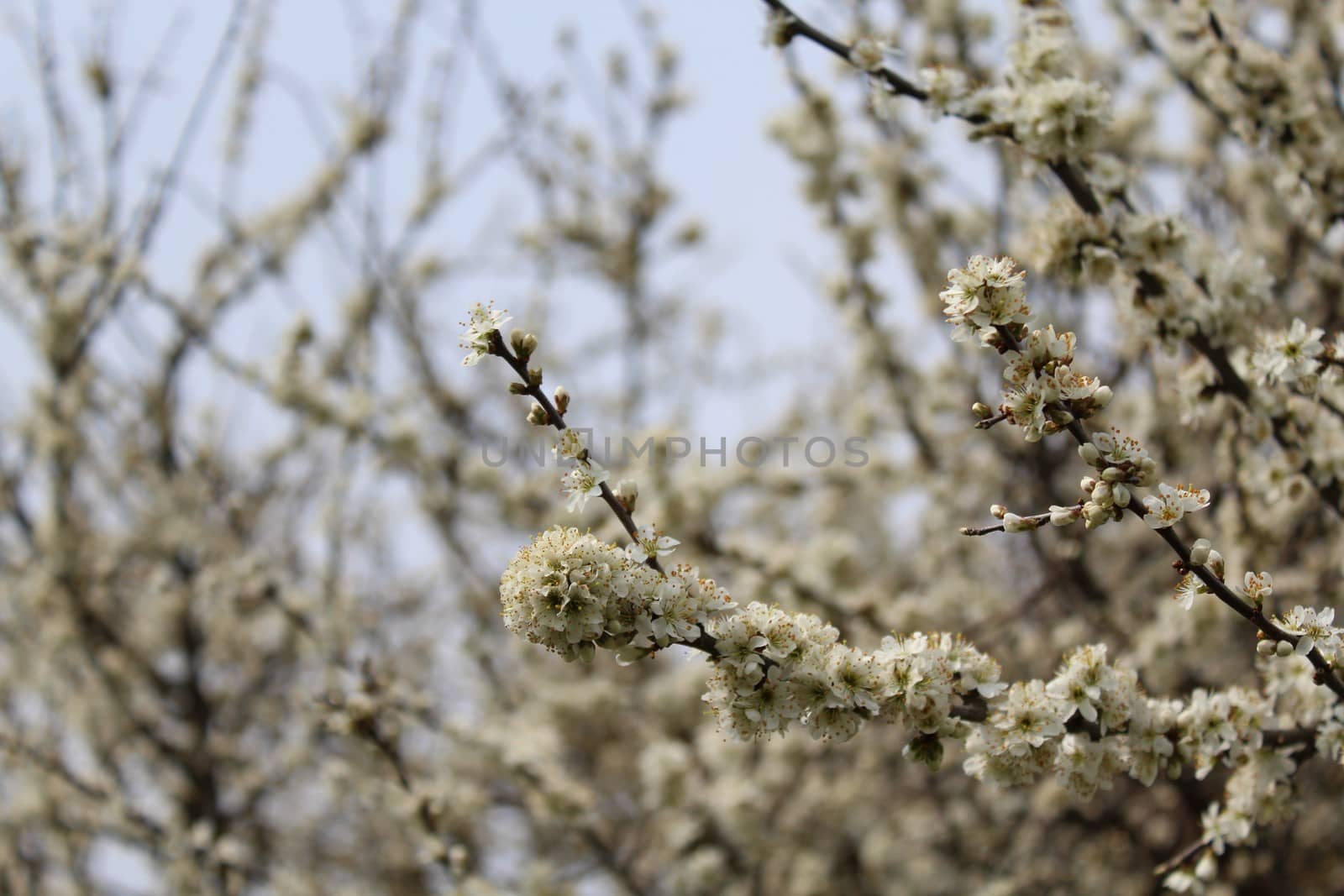 The picture shows white blossoms in the spring