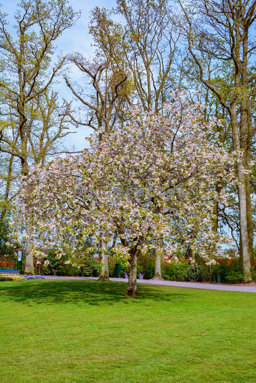 Flowering tree in spring in the park