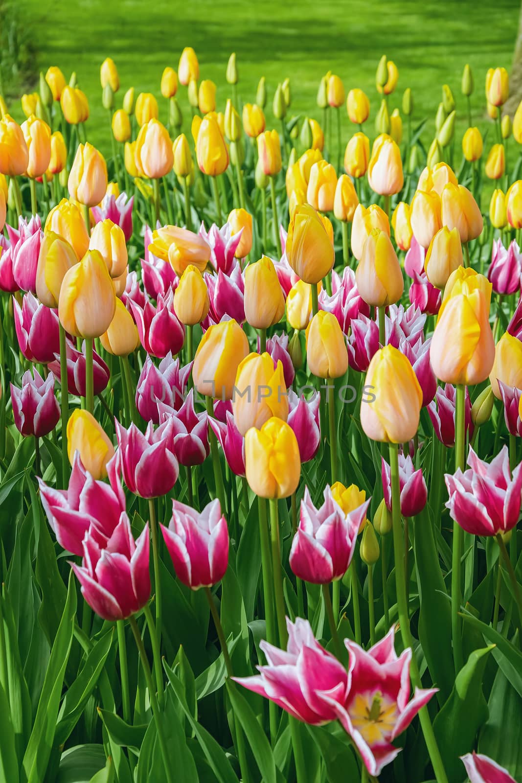 Flowerbed of tulips in the garden. Springtime in Netherlands