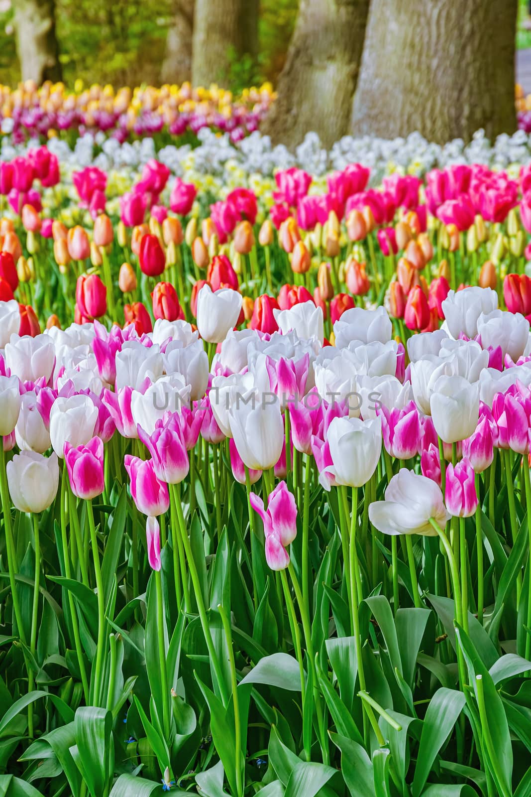 Flowerbed of tulips in the garden. Springtime in Netherlands