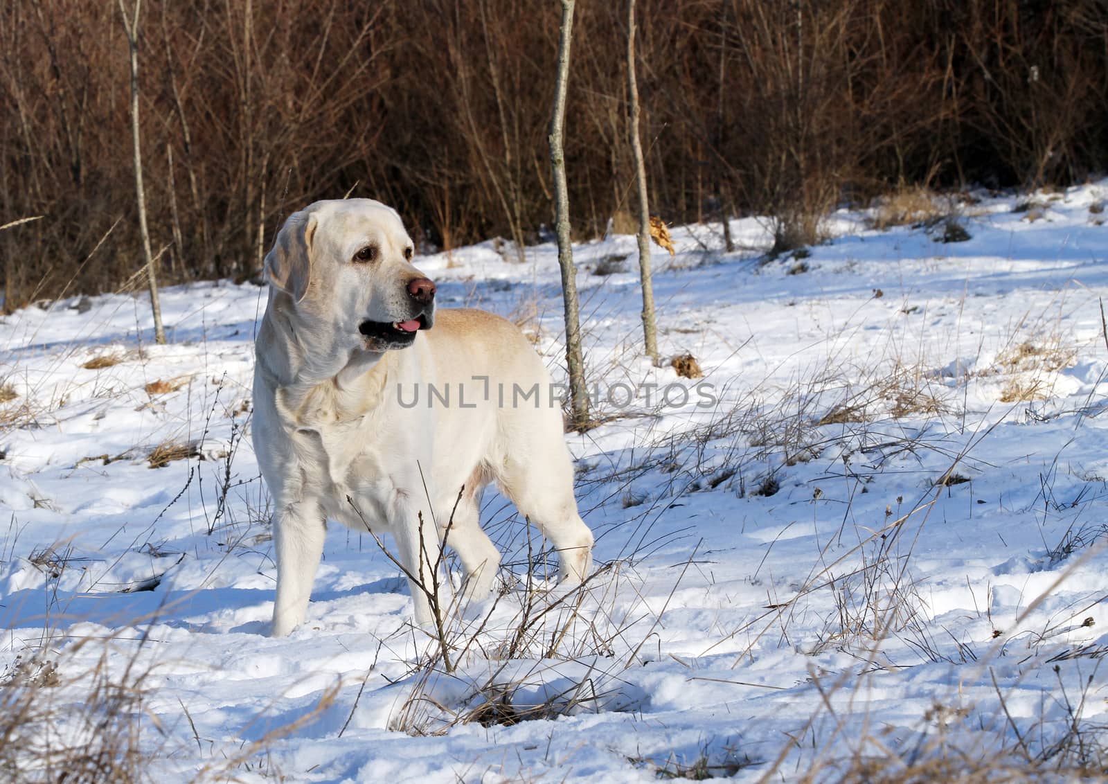 a yellow labrador in the snow in winter