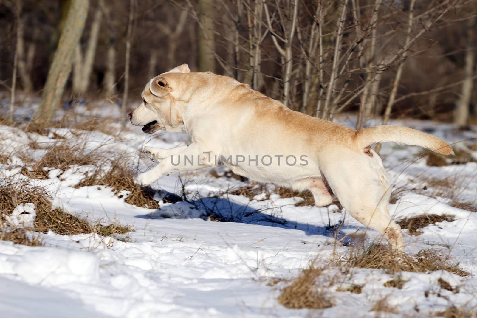yellow labrador in the snow in winter