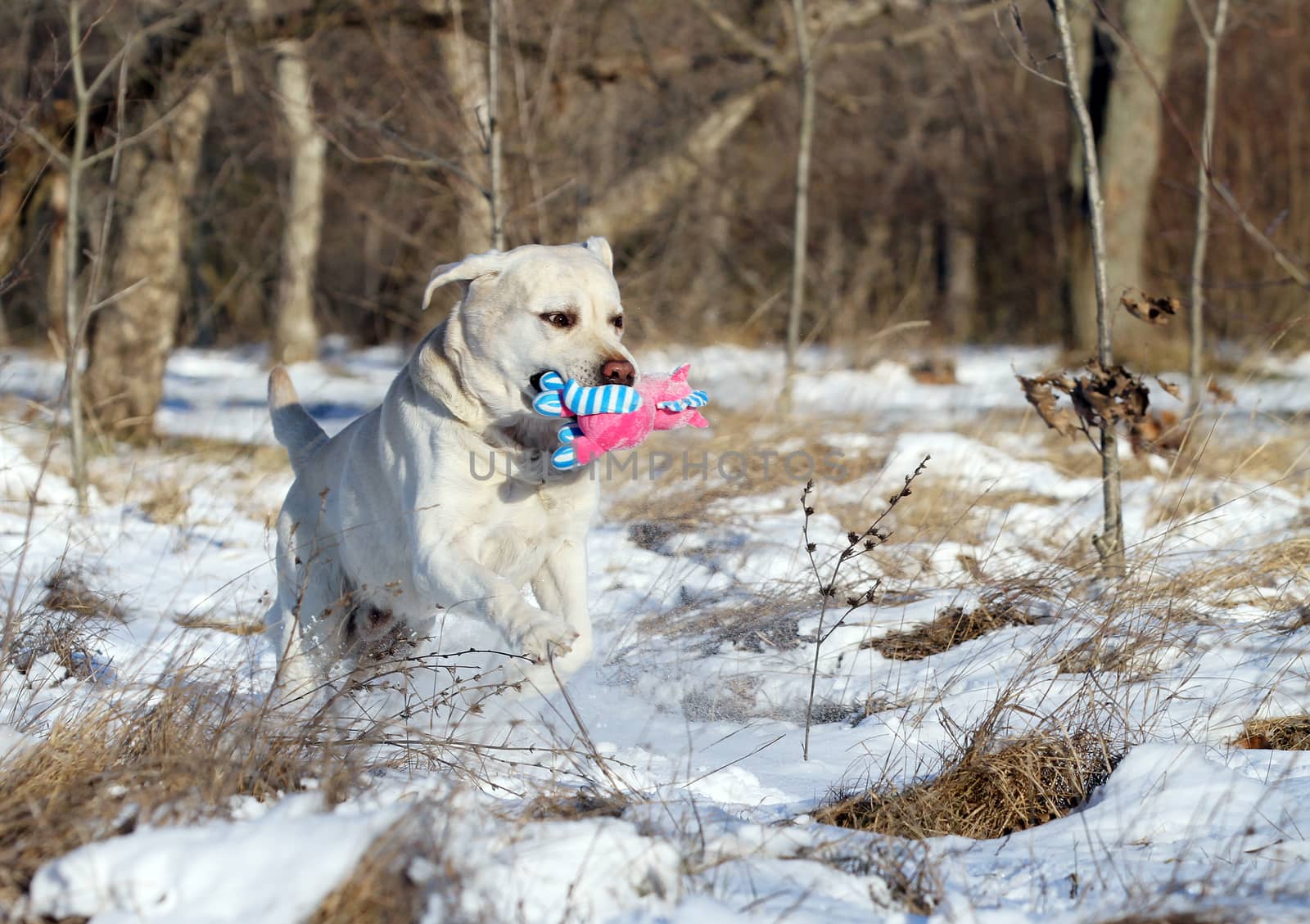 a yellow labrador in the snow in winter with a toy