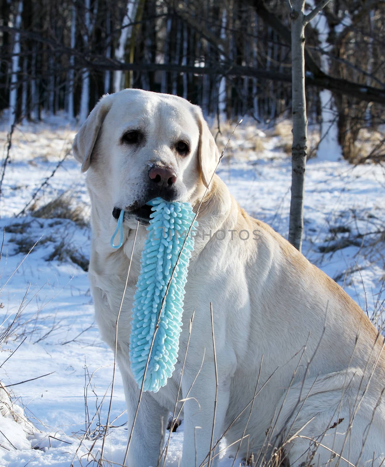 yellow labrador in the snow in winter with the toy portrait