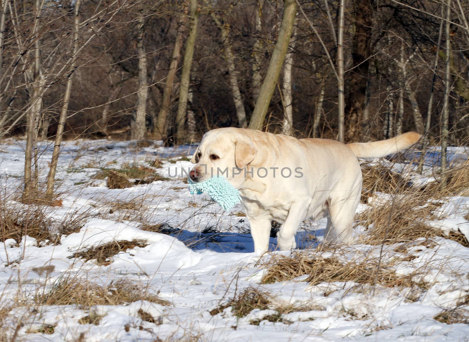 a yellow labrador in the snow in winter with the toy