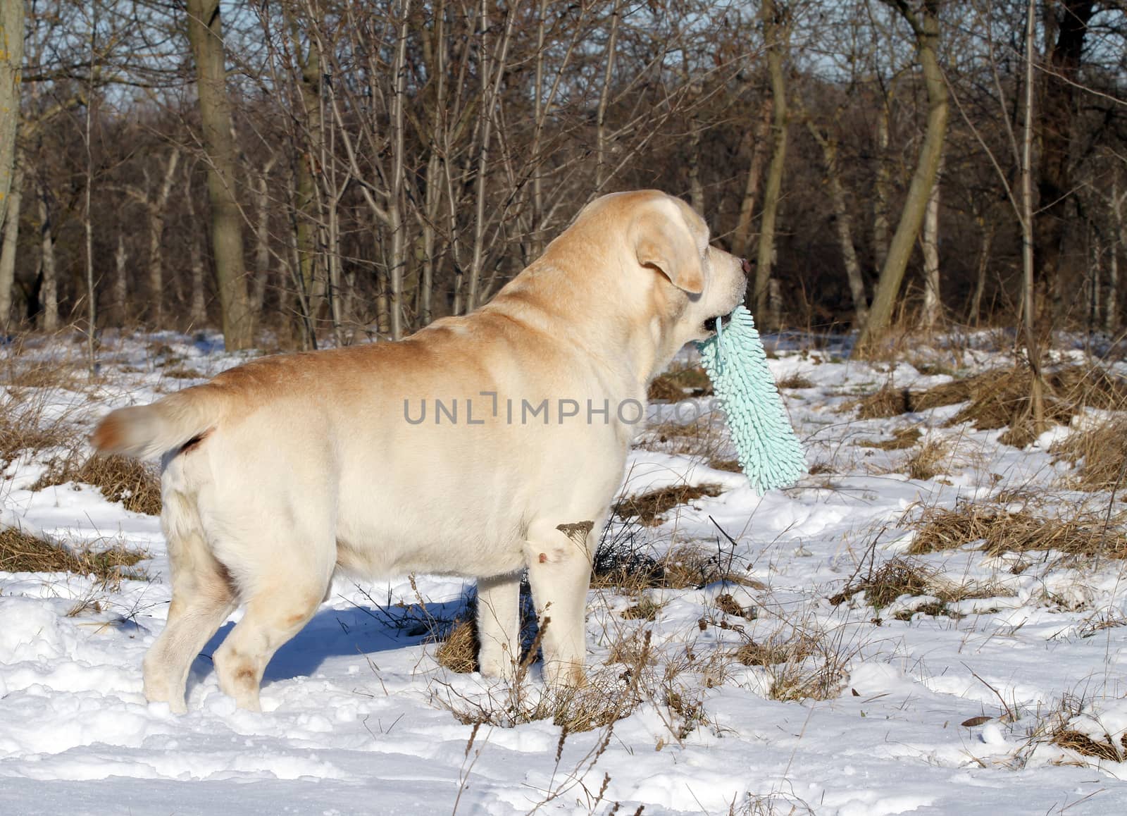 yellow labrador in the snow in winter with the toy