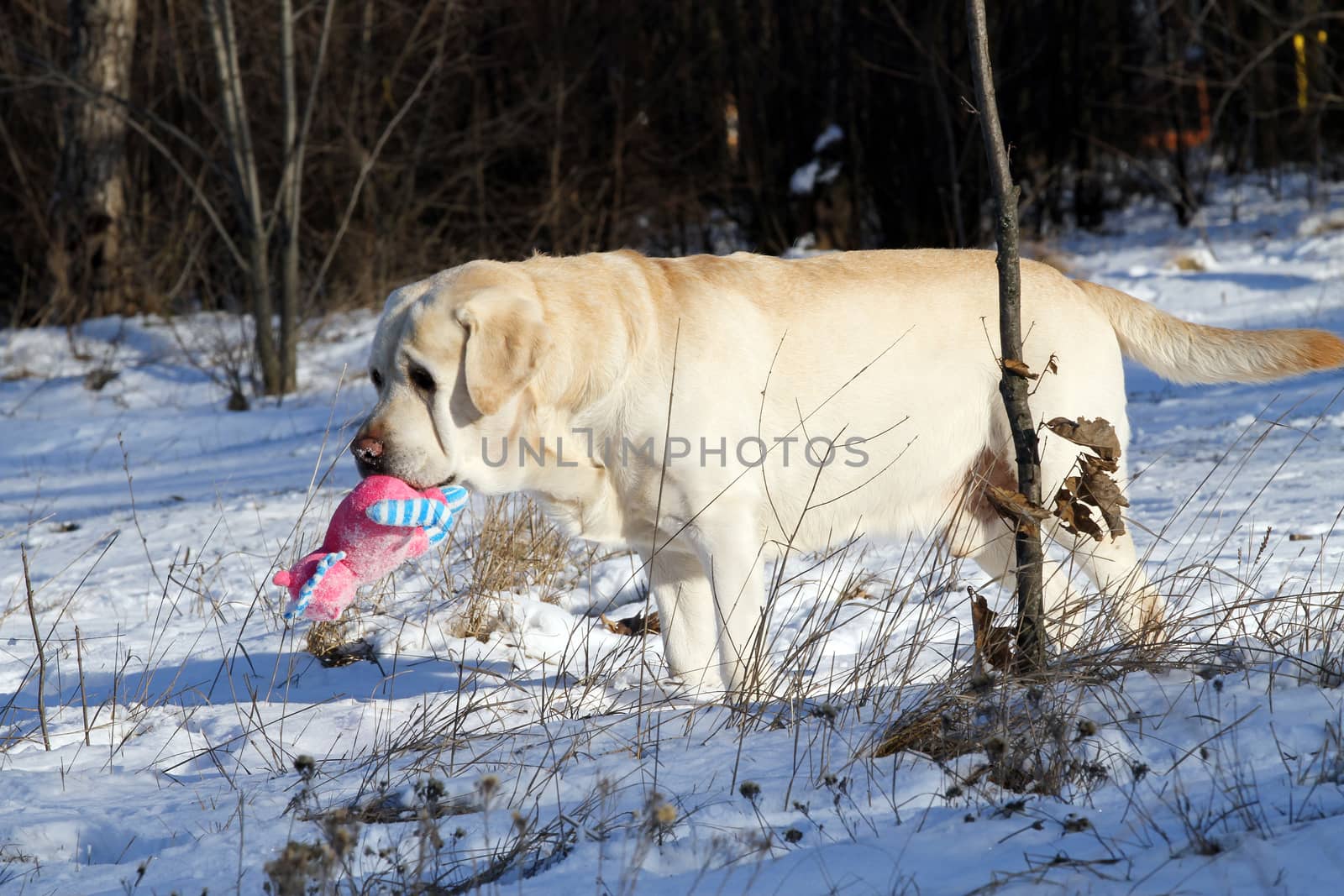 the yellow labrador in the snow in winter with a toy
