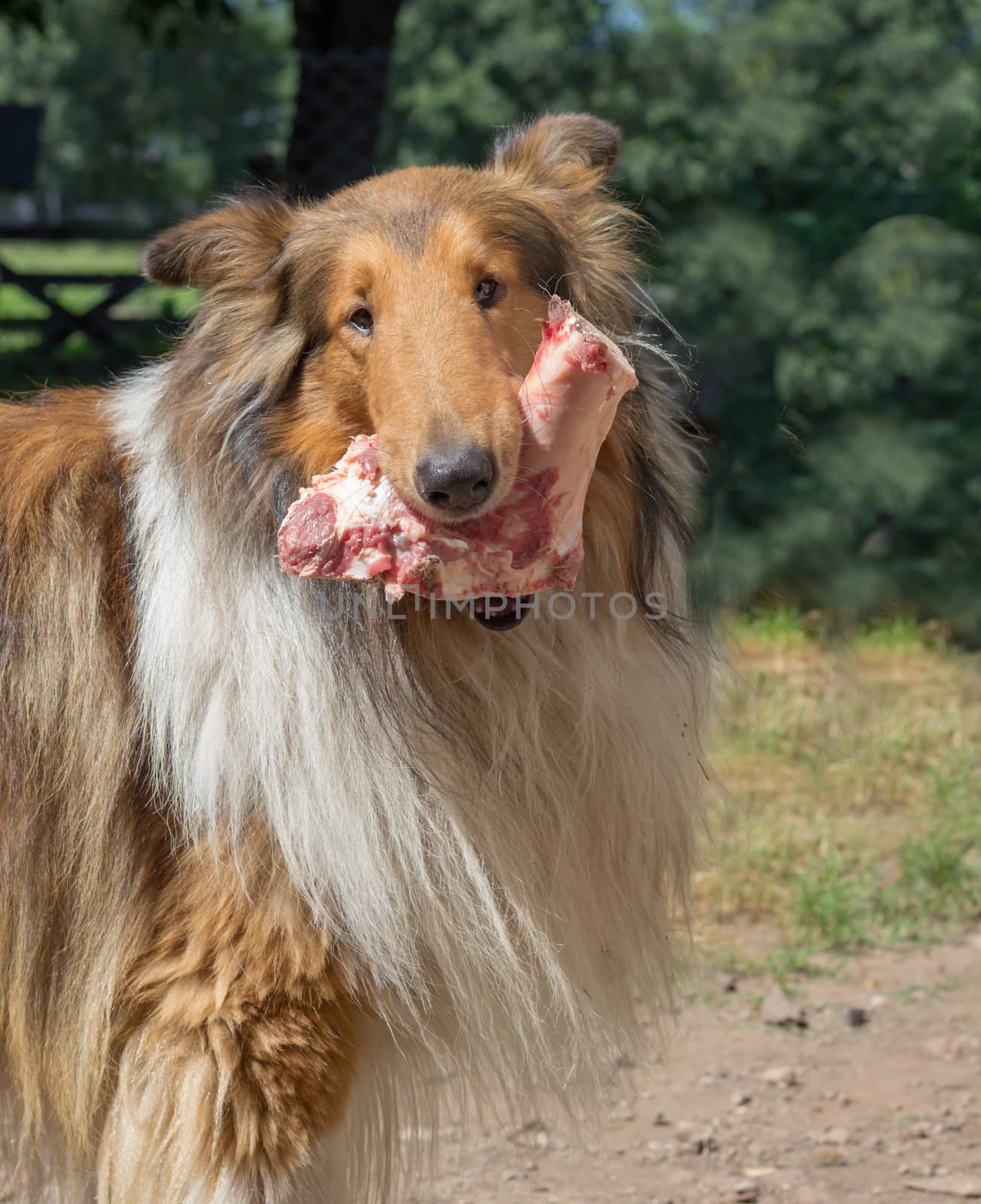 portrait of golden collie dog with a bone with raw meat carrying barf diet by GabrielaBertolini