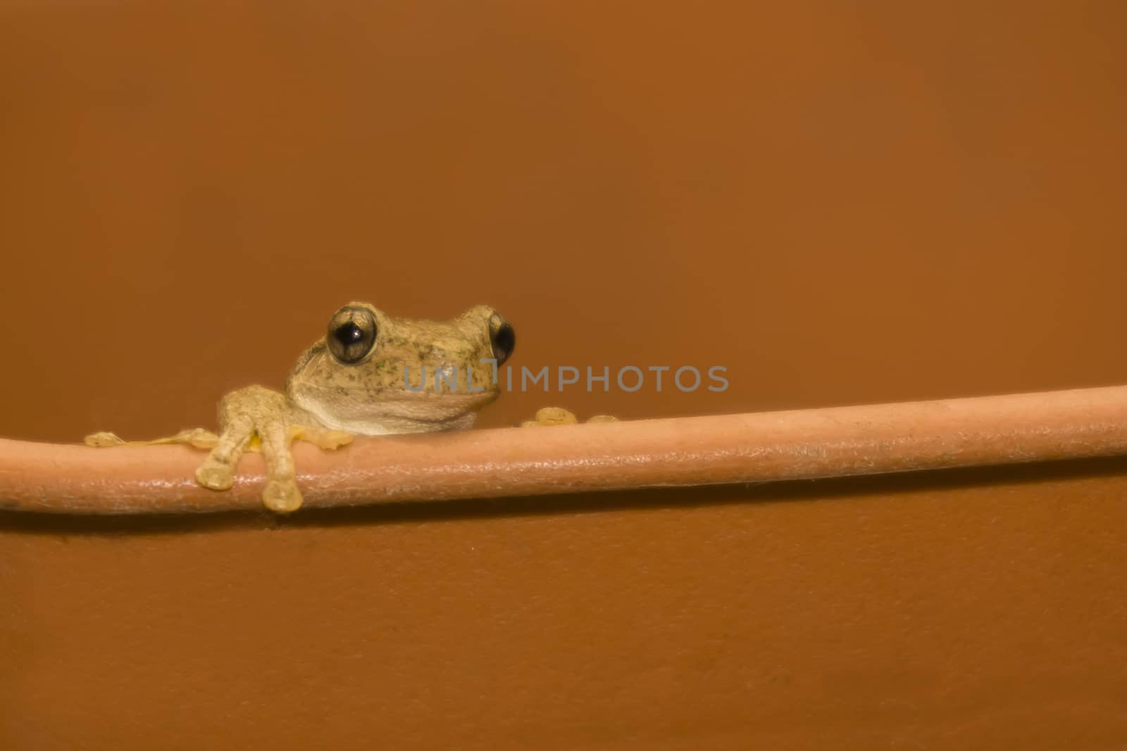 Cute frog climbing on the rim of a plant pot by definitearts