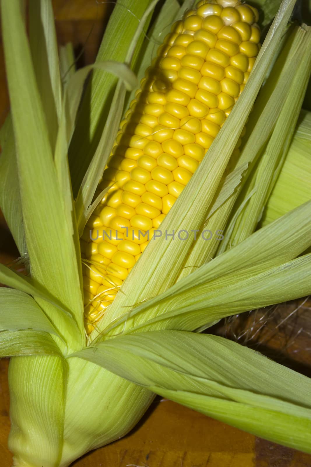 Close up of fresh corn or maize still wrapped in its leaves