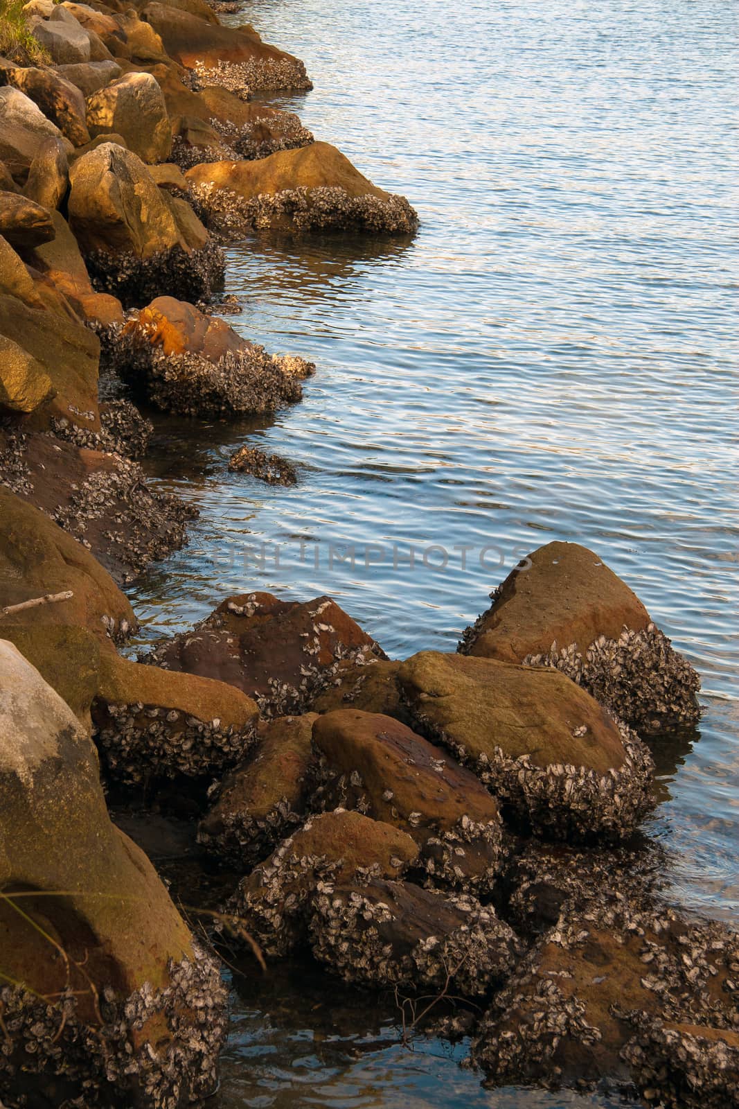 A vertical shot of oyster encrusted rocks of an ocean rock wall