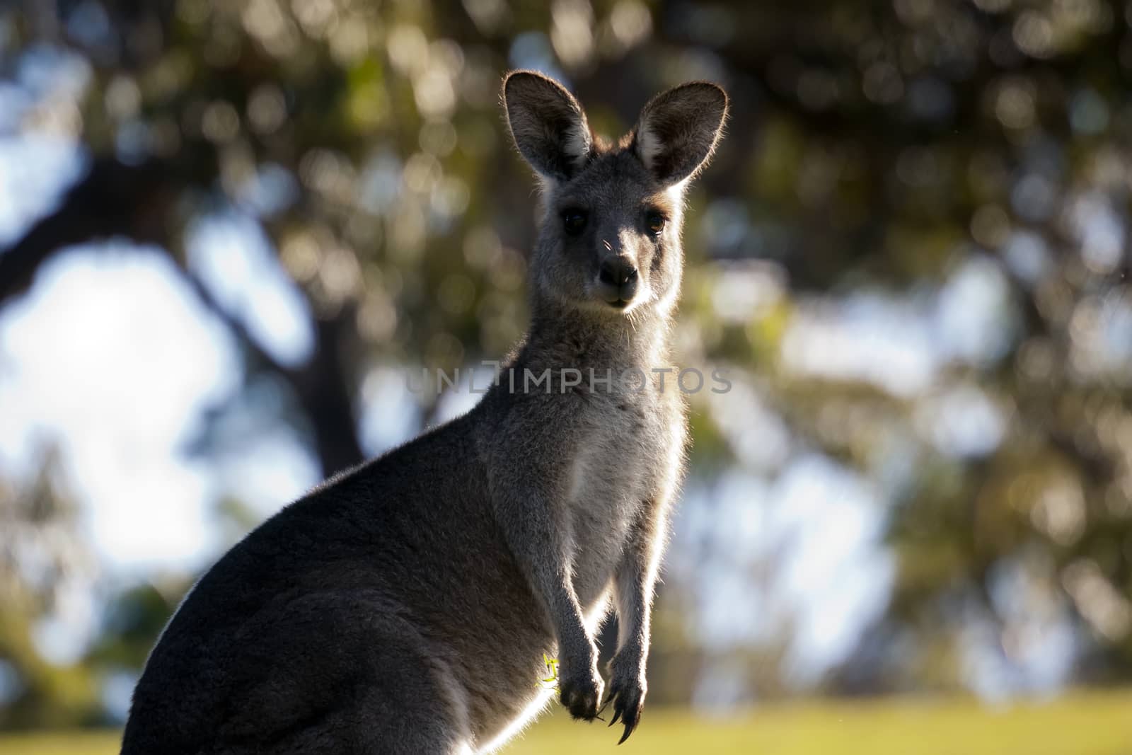 Kangaroo standing in the sun with blurred background of trees
