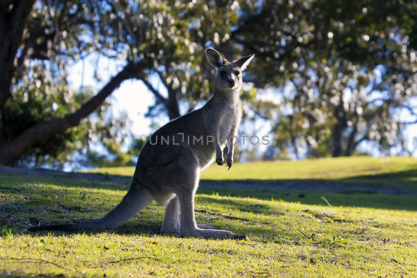 Closeup shot of a kangaroo standing on green grass with a blurred background