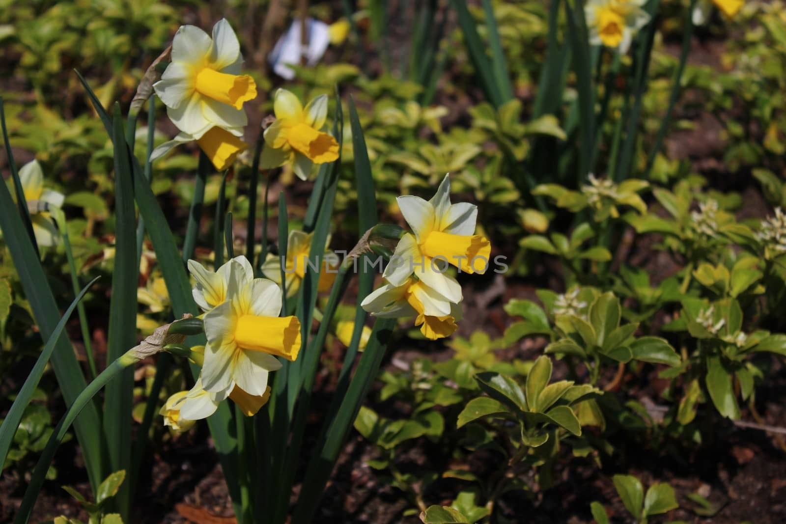 The picture shows a beautiful daffodil in the garden