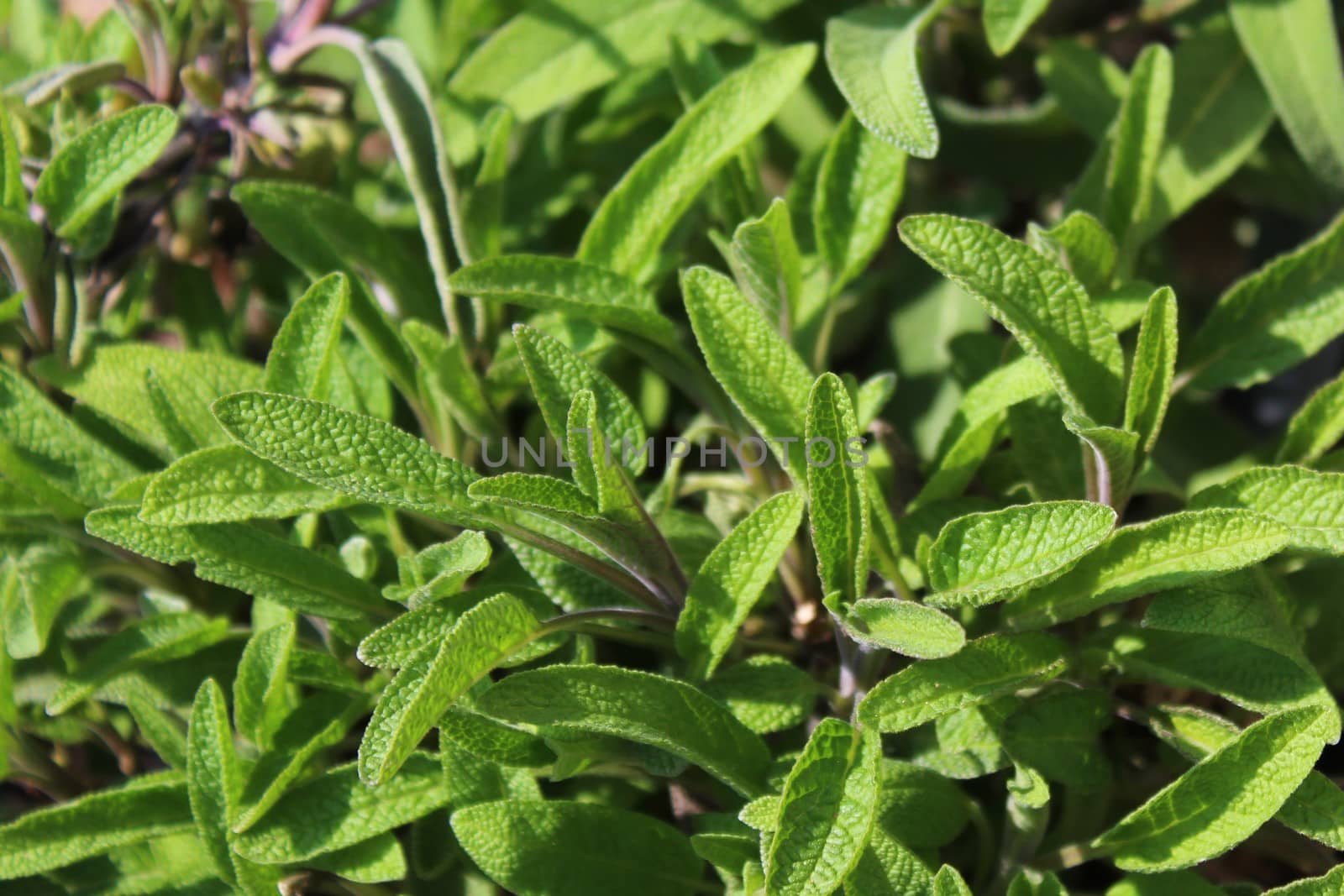 The picture shows a field of healthy sage in the garden