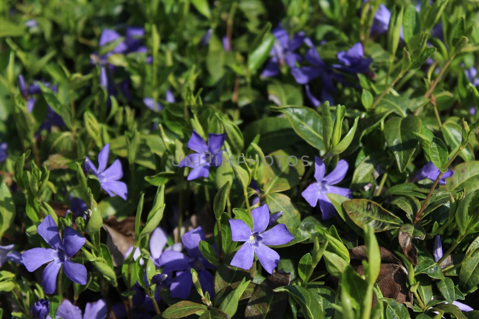 The picture shows a field of blue flowers