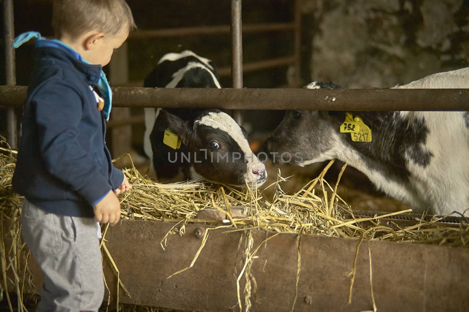 ROVIGO, ITALY 19 FEBRUARY 2020: Children play in a stable with farm cows