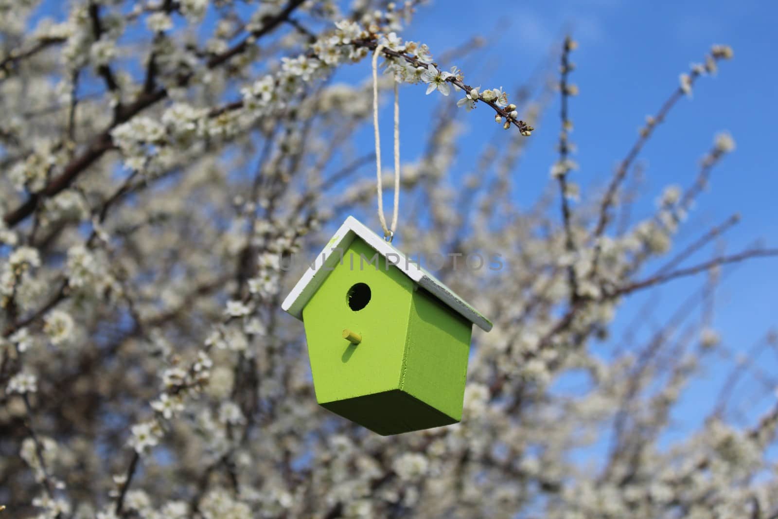 The picture shows a birdhouse in the blossoming bush