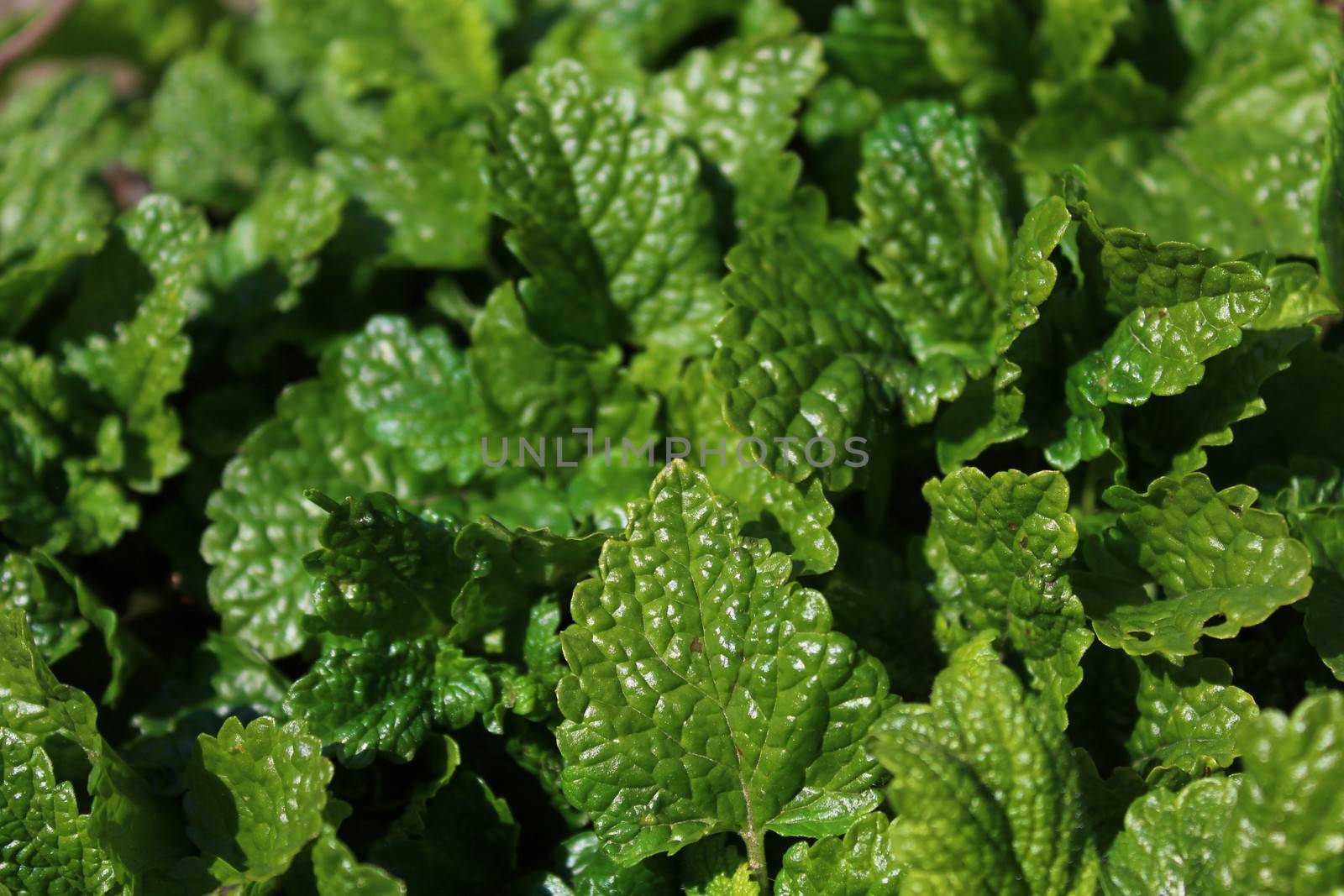 lemon balm in the garden by martina_unbehauen