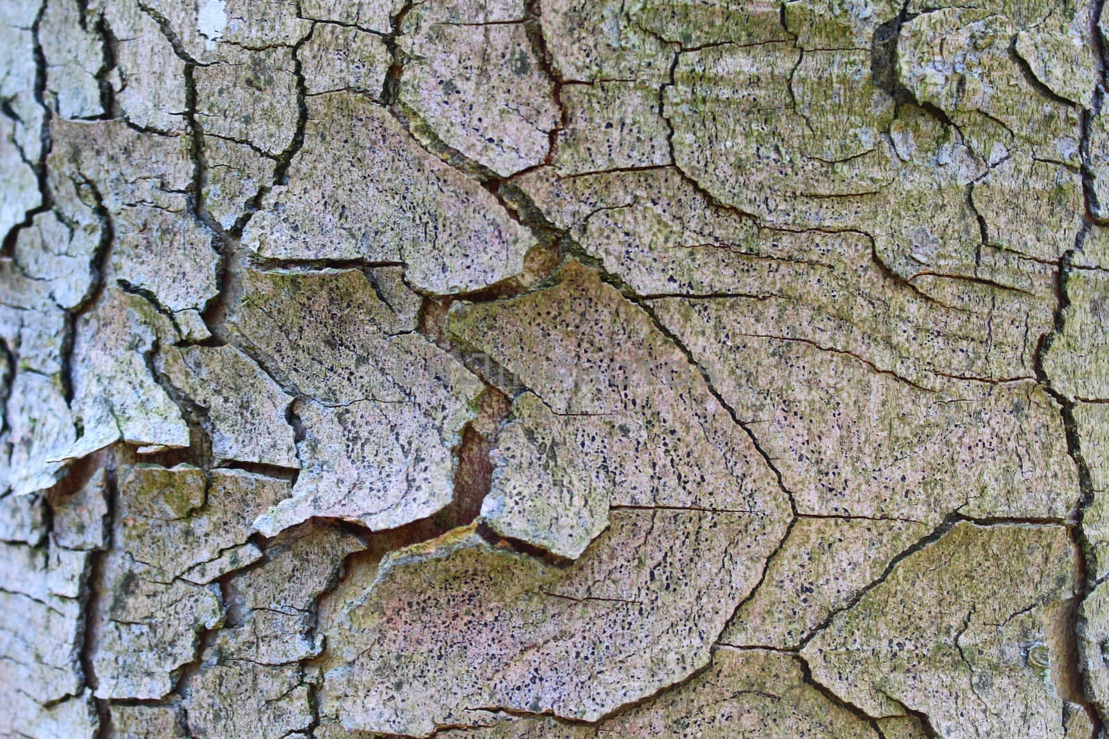 background with a tree bark by martina_unbehauen