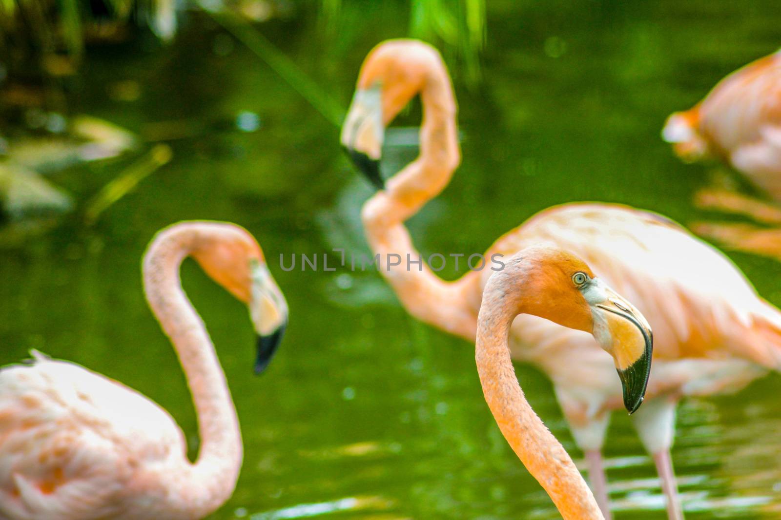 Pink flamingos perched in a pond in the Dominican Republic