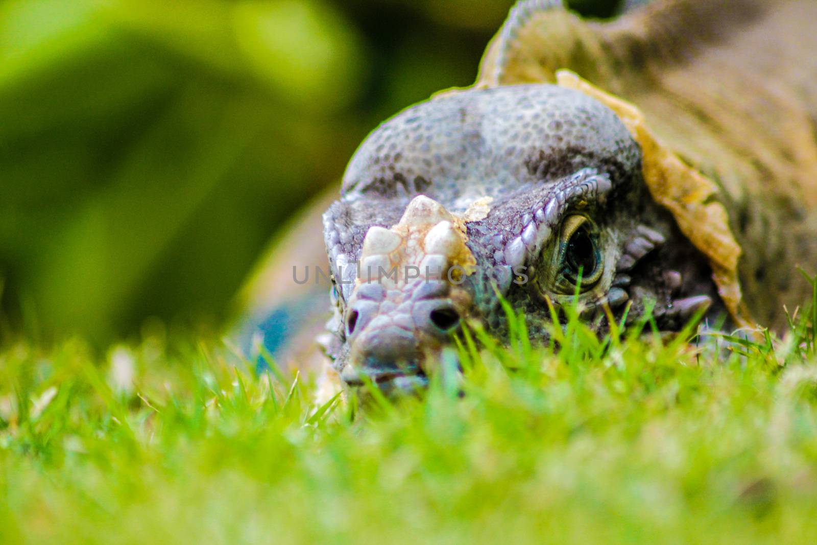 Iguana perched in the green grass 5 by pippocarlot