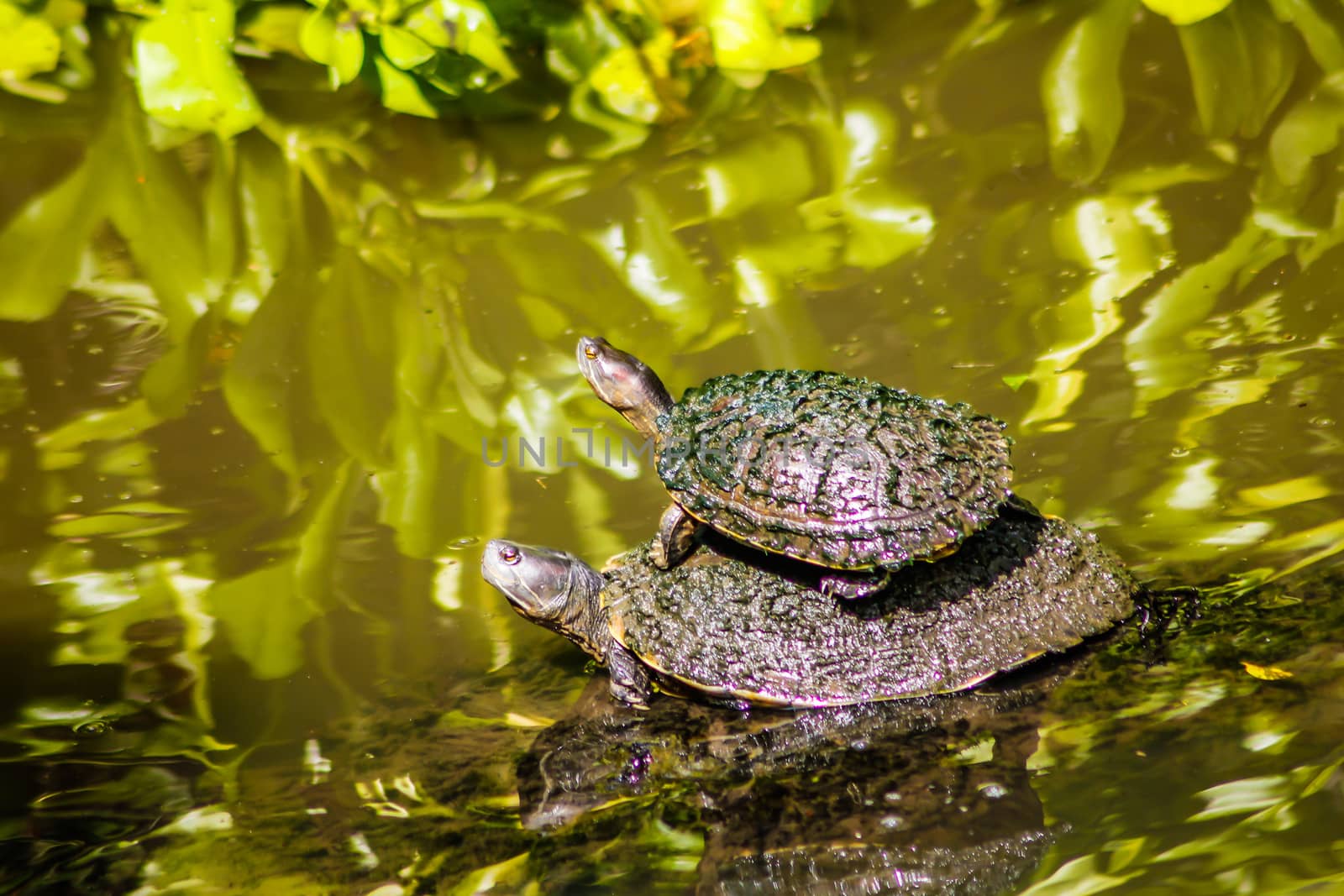 Aquatic turtle in a pond 3 by pippocarlot