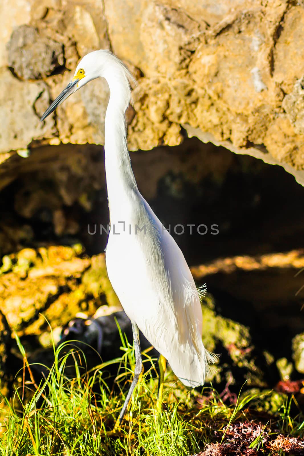 Exemplar of Bubulcus Ibis near the seashore in a beach in Dominican Republic