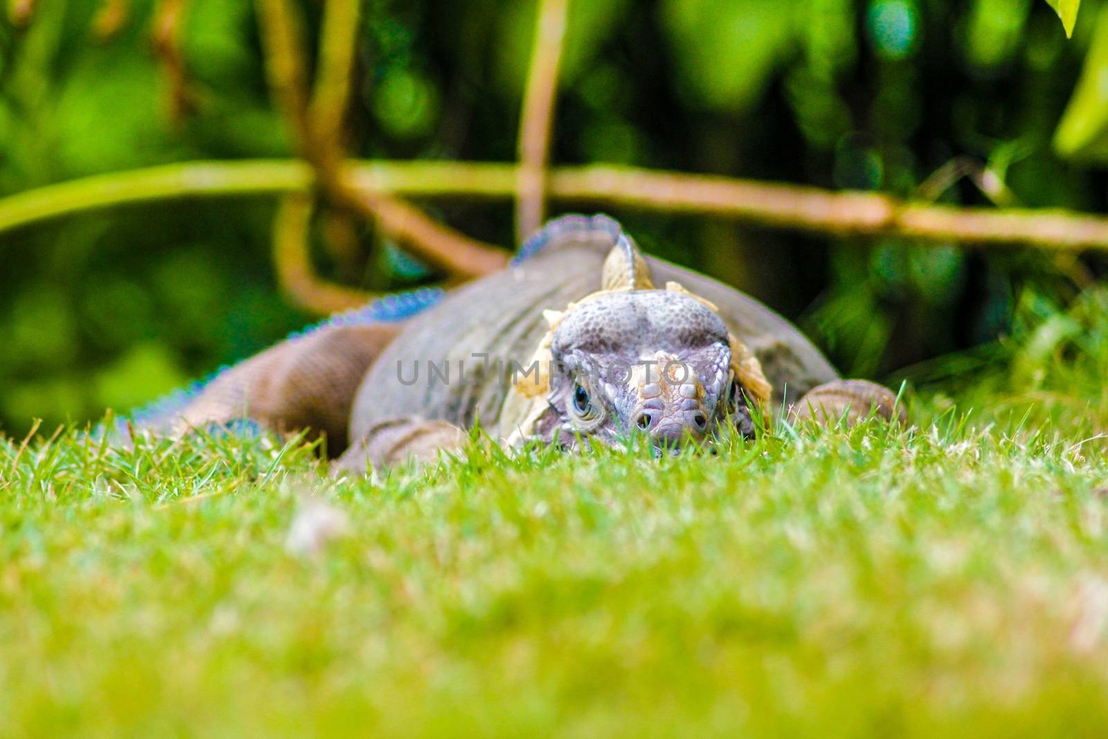 Iguana perched in the green grass by pippocarlot
