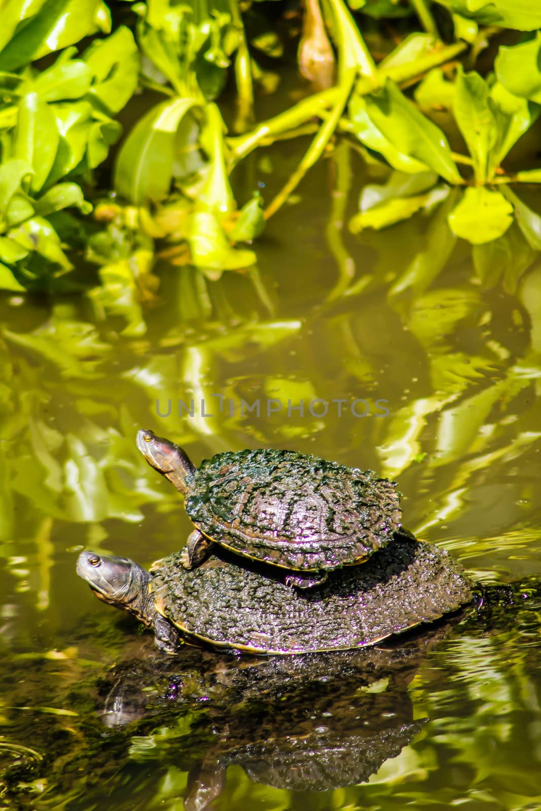 Aquatic turtle in a pond in the Dominican Republic