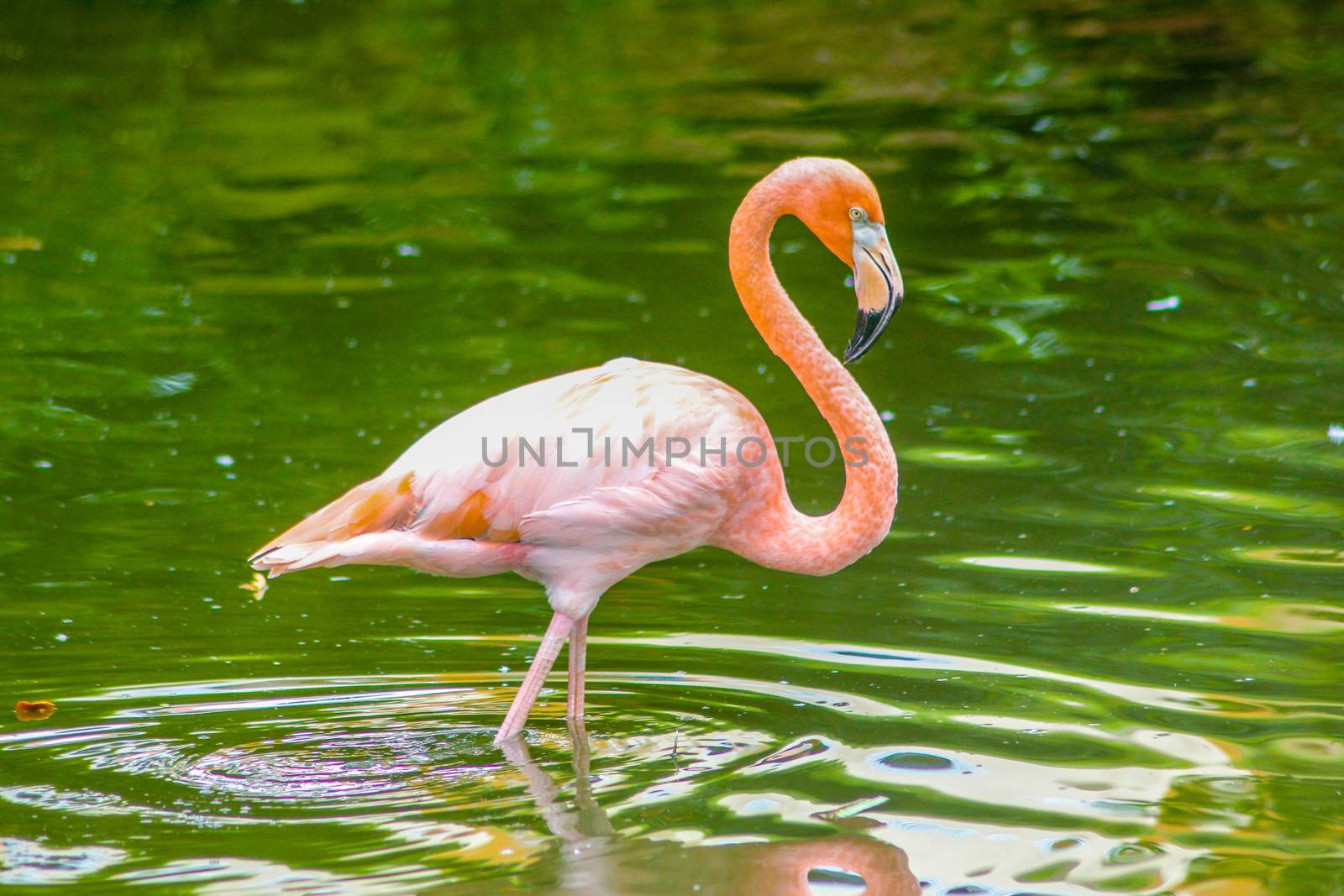Pink flamingos perched in a pond in the Dominican Republic