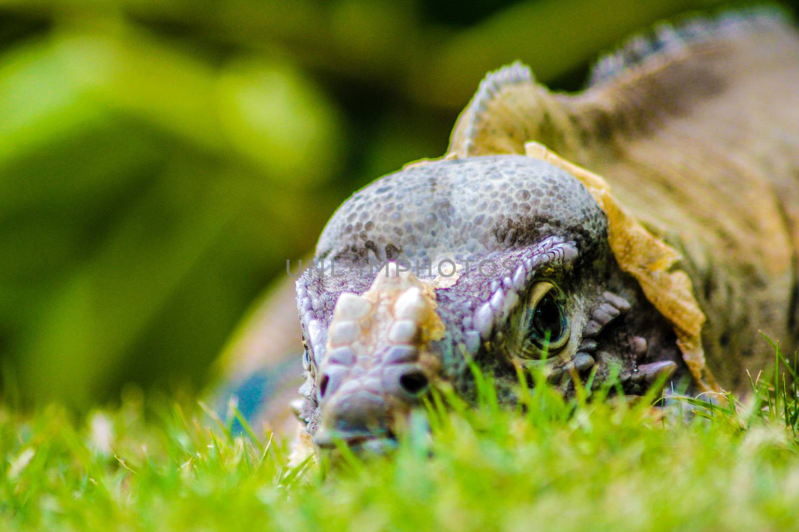 Iguana perched in the green grass in Dominica Republic