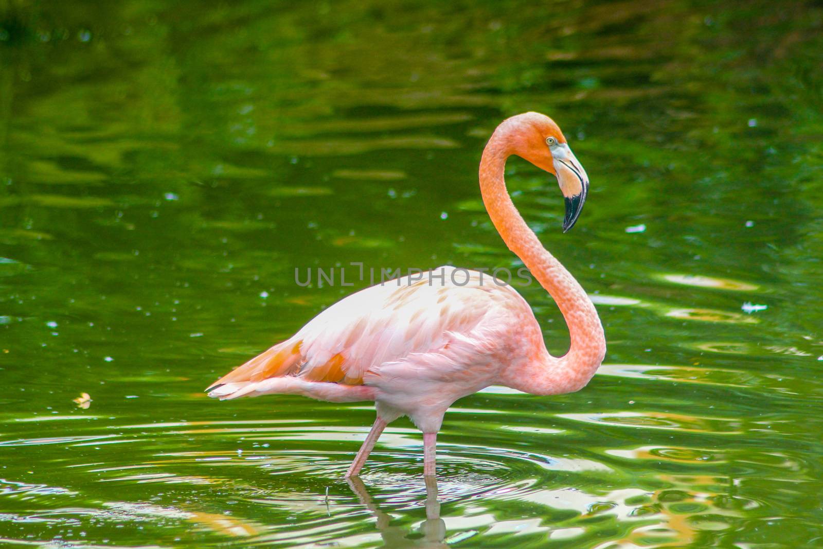 Pink flamingos perched in a pond 6 by pippocarlot