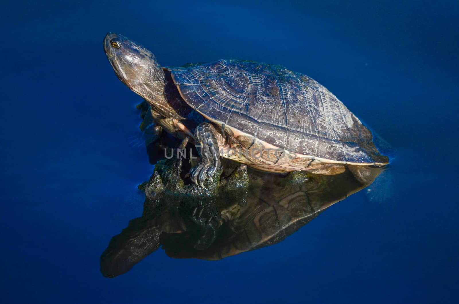 Aquatic turtle in a pond in the Dominican Republic