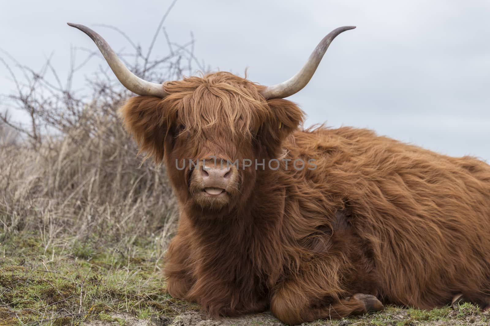closeup galloway with big horns in the dutch nature
