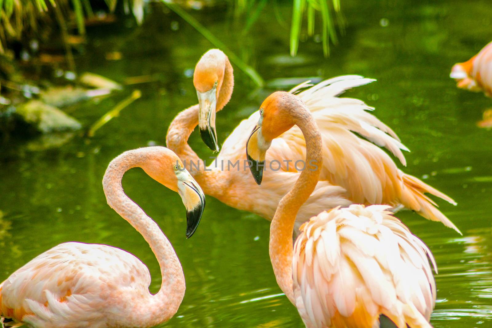 Pink flamingos perched in a pond 3 by pippocarlot