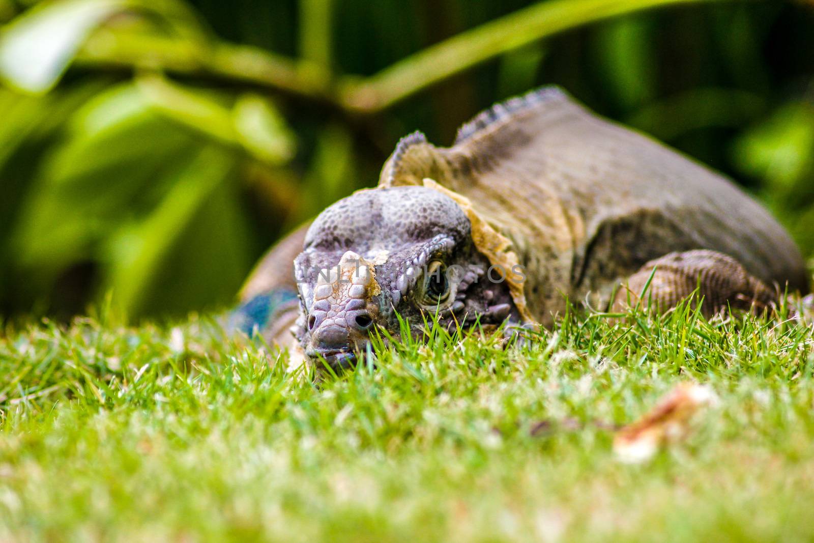 Iguana perched in the green grass 4 by pippocarlot