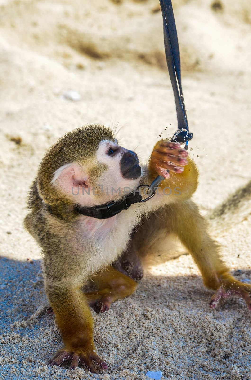Spider monkey or Ateles kept on a leash on the beach