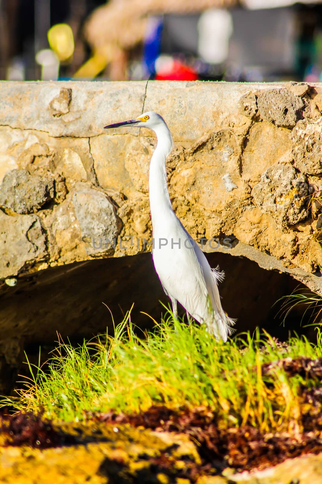 Bubulcus Ibis in Dominican Seashore 19 by pippocarlot