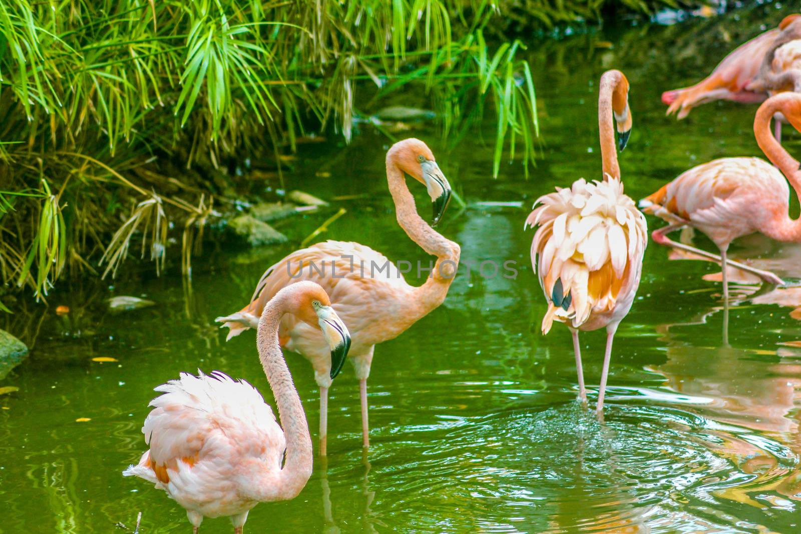 Pink flamingos perched in a pond 4 by pippocarlot