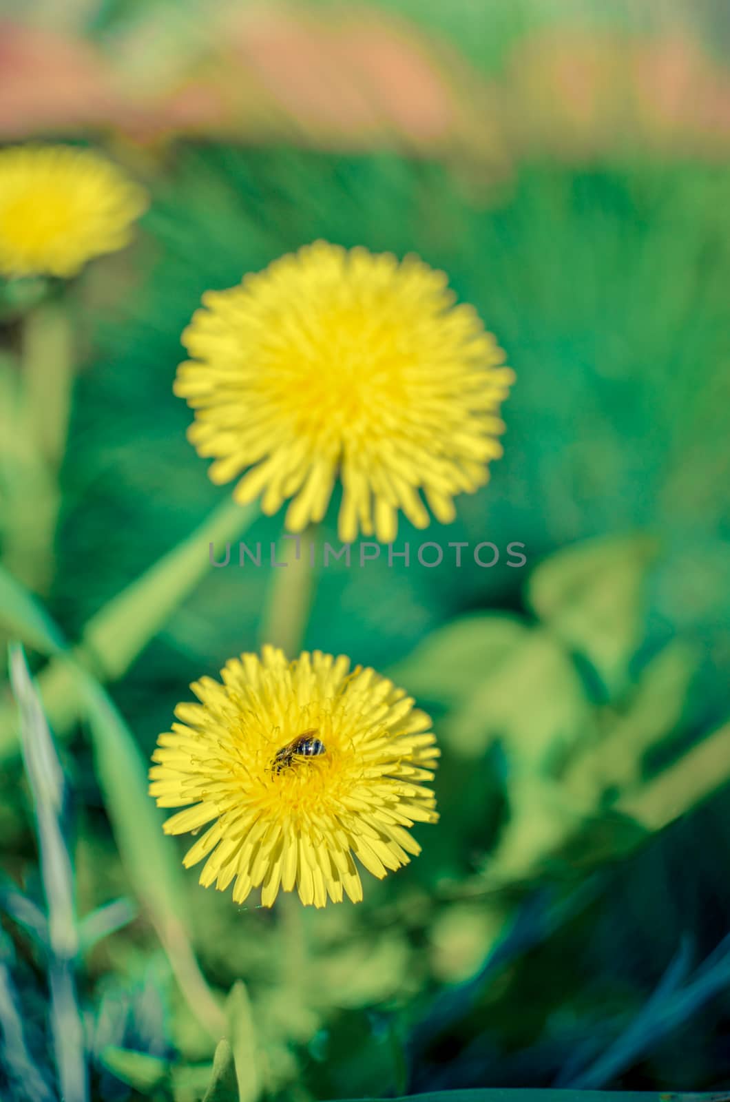 Tiny bug hiding in dandelion flower defocused