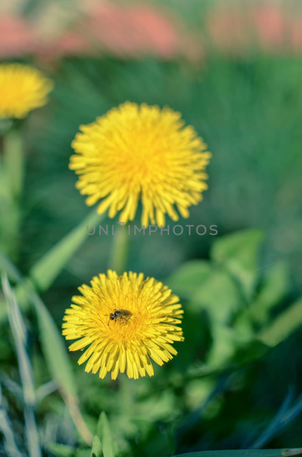 Tiny bug hiding in dandelion flower defocused