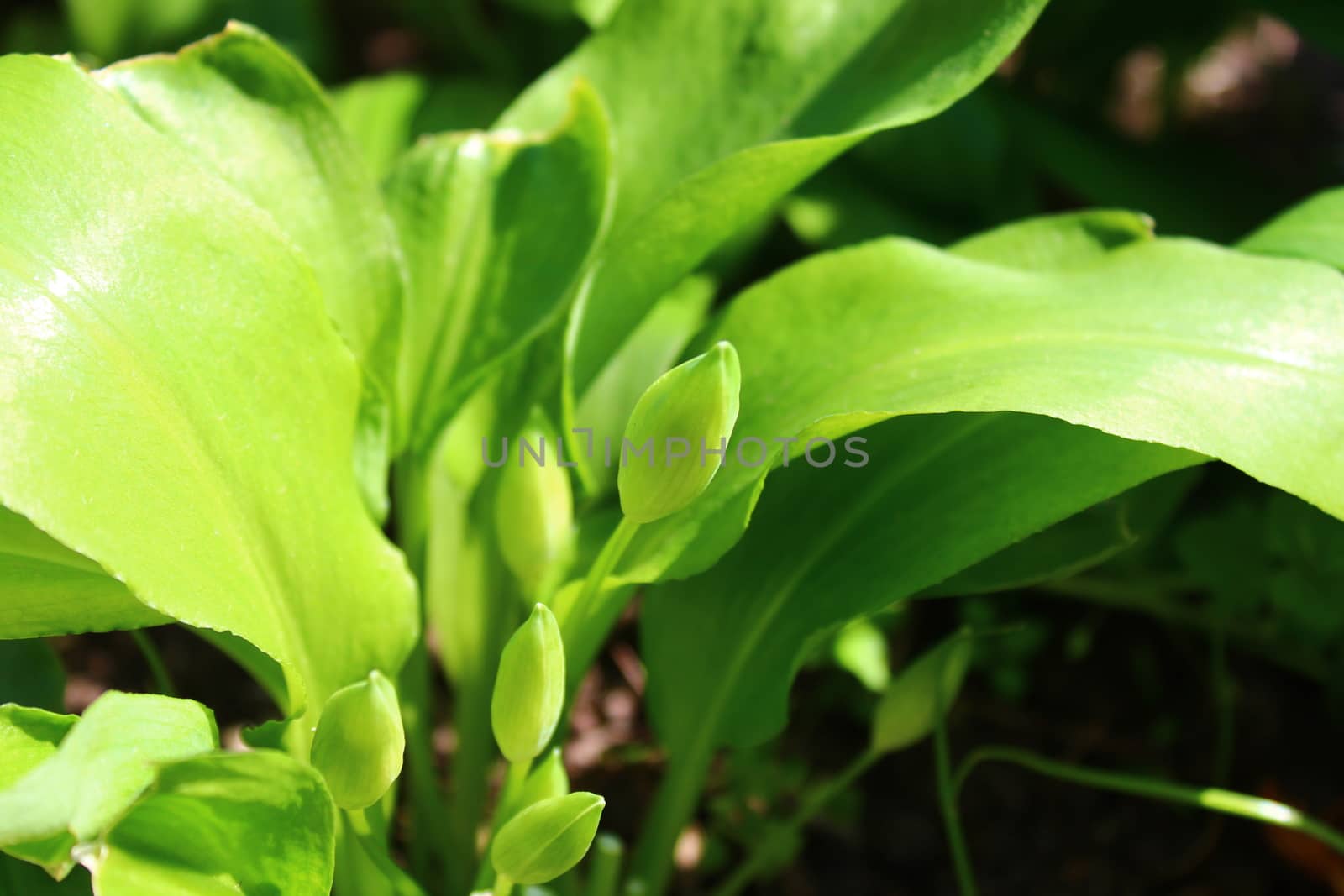 The picture shows wild garlic in the ground