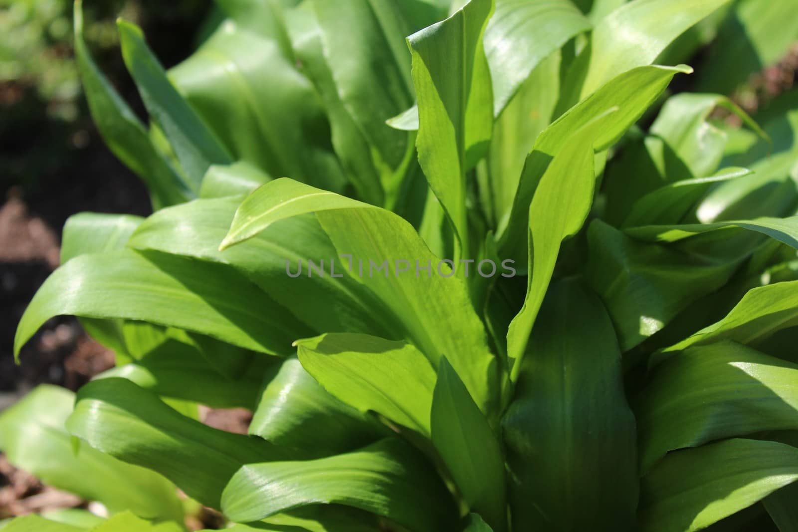 The picture shows wild garlic in the ground