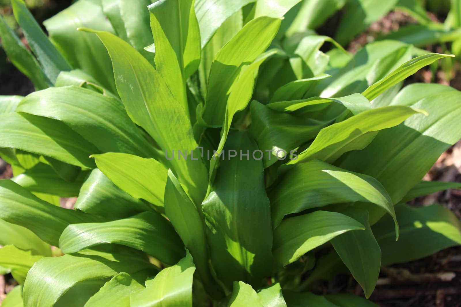 The picture shows wild garlic in the ground